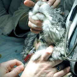 rabbit veinipuncture