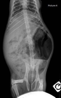 Ventrodorsal X-ray in a guinea pig