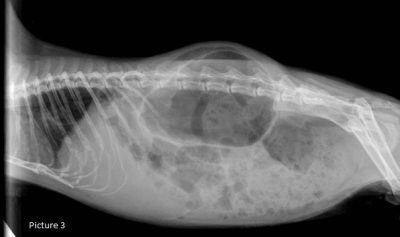 Lateral x-ray in a guinea pig