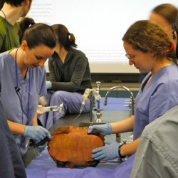 A wet lab on “Emergency Procedures and Critical Care Procedures” at the University of Pennsylvania Special Species Symposium 2012