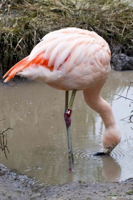 Flamingo bill upside down