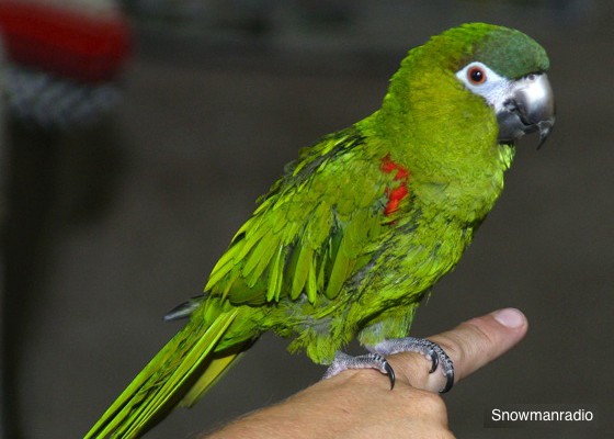 Small macaw