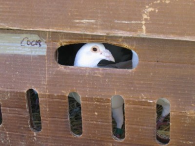 Primer plano de una paloma en una caja