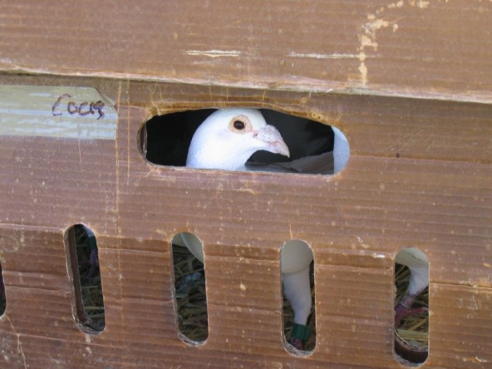 Pigeon-in-box.jpg