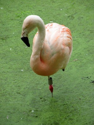 Flamingo in duckweed-infested lagoon