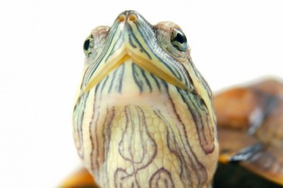 ca de reptiles se centra en la exploración física y las técnicas básicas como la atención de apoyo