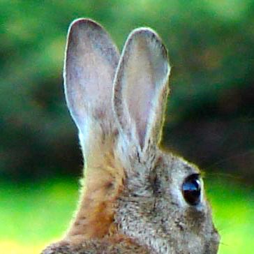 Otitis in Rabbits | LafeberVet