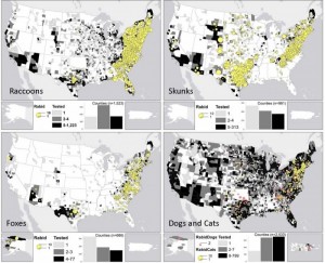 Comparison of distribution of rabid raccoons, skunks, foxes, and dogs and cats in the United States and Puerto Rico.