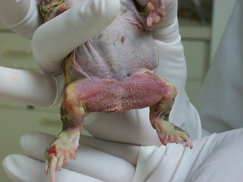 Red leg in a frog.