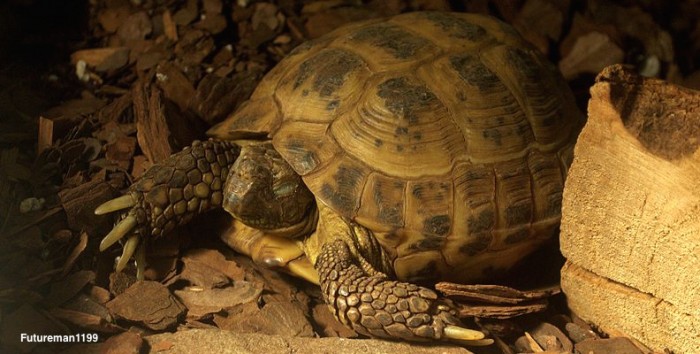 Russian tortoise best sale full size