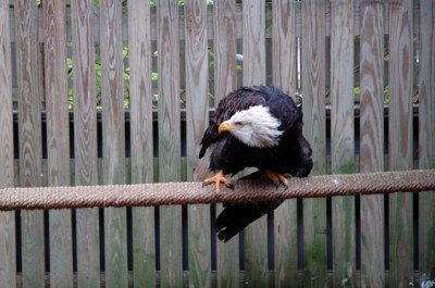 ABE wing droop Leighty