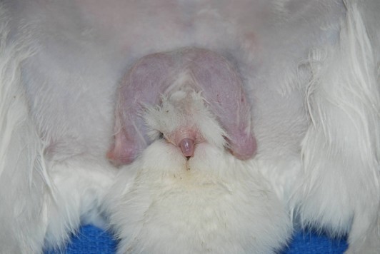 female rabbit in heat