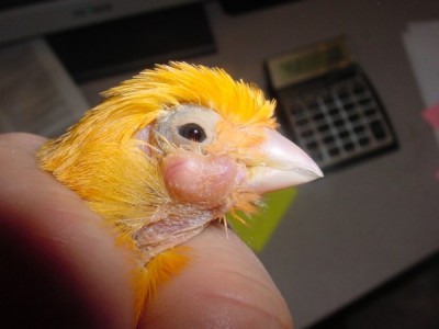 Sinusitis in the canary