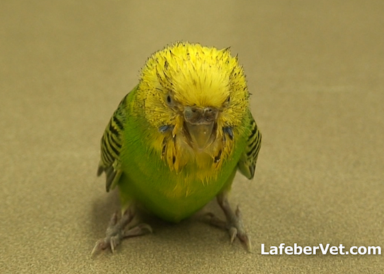 Recognizing Signs of Illness in Birds - LafeberVet