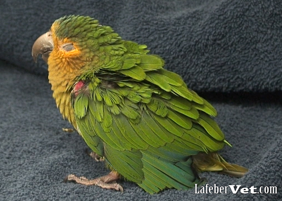 Fluffed ruffled parrot
