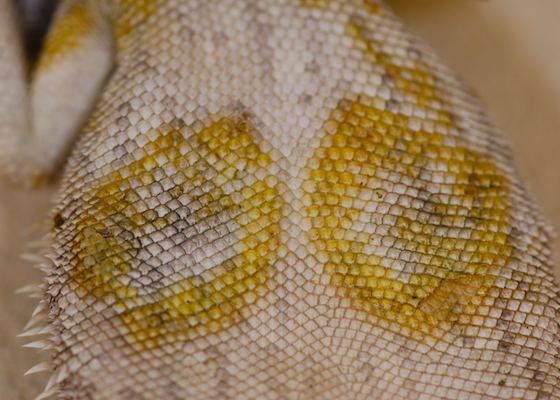 yellow discoloration of skin on the ventrum of an inland bearded dragon