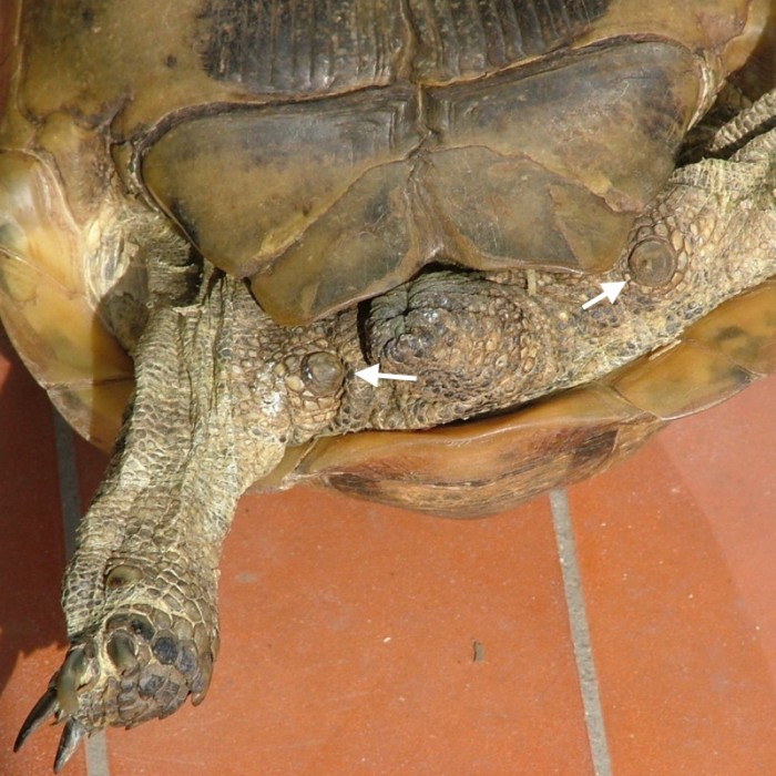 Spur thighed tortise