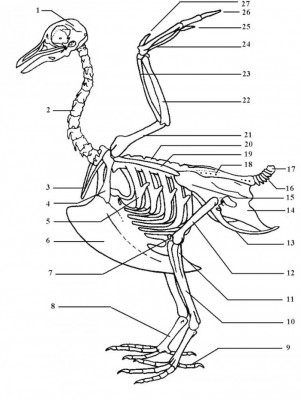 bird skeleton diagram
