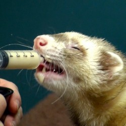 syringe feed ferret
