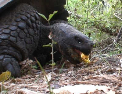 Tortoise eating