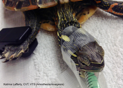 principles of cardiopulmonary resuscitation are the same for all species, however there are unique species-specific considerations