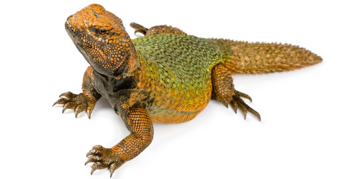 egyptian uromastyx