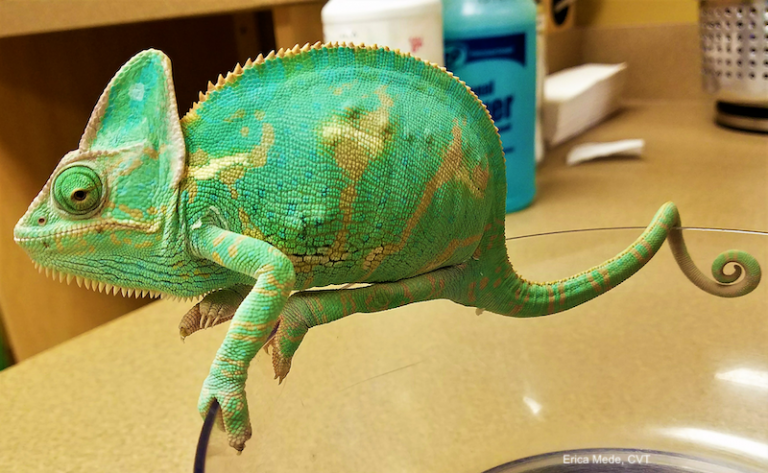 Reproductive Disease in Reptiles - LafeberVet