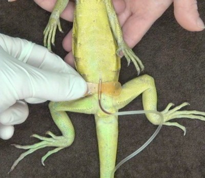 Cannulation of the ventral abdominal vein in a green iguana