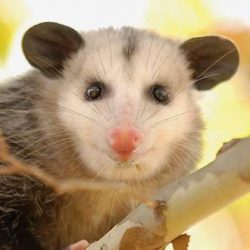 Basic Information Sheet: Virginia Opossum