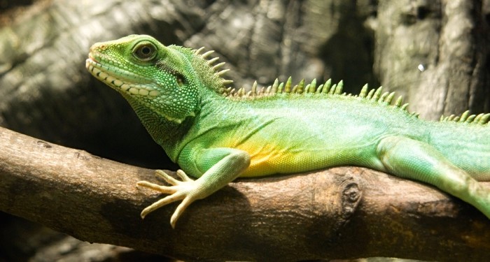 full grown male chinese water dragon