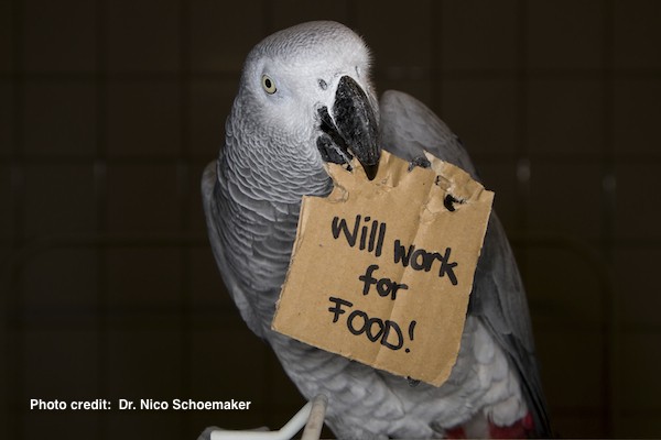 Parrot with sign Will Work For Food by Nico Schoemaker