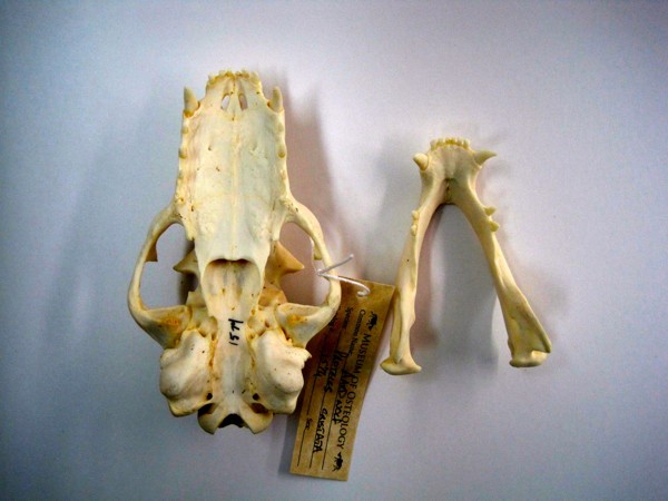 Vista maxilar y mandibular de la dentición de un lobo de tierra