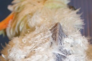 Profound emaciation in a cockatoo with neuropathic ganglioneuritis