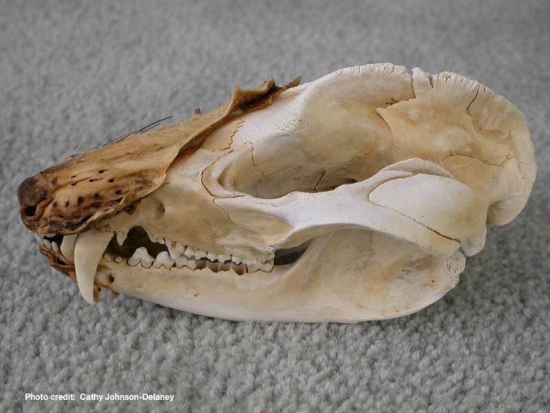 Basic Information Sheet: Virginia Opossum | LafeberVet stomach diagram labelled 