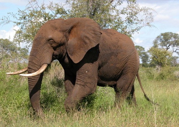 Los colmillos de los elefantes son incisivos superiores modificados que consisten de una cavidad pulpar rodeada de dentina o marfil