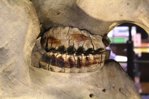 This African elephant specimen from the Royal Veterinary College Veterinary Anatomy Museum illustrates the mandibular and maxillary molars.