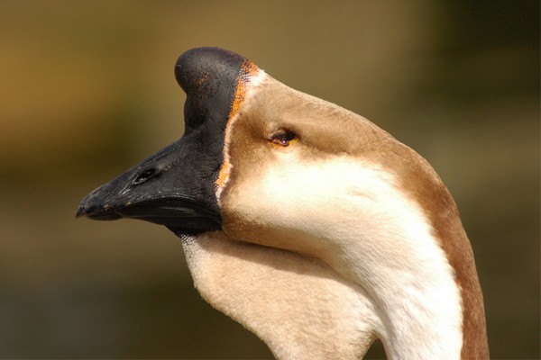 African goose.