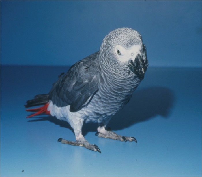 African Grey Growth Chart