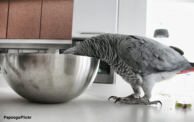 African grey with head in bowl