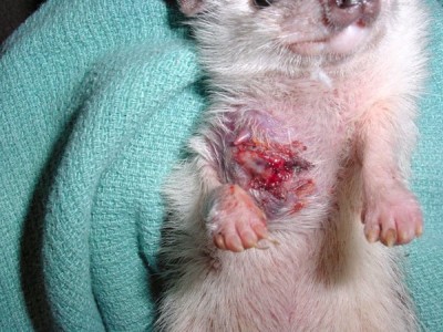 African pygmy hedgehog with mammary mass.