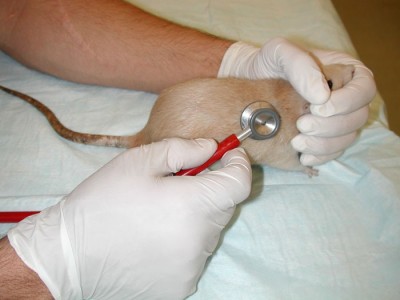 Auscultation of a rat