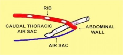 Air sack cannula insertion