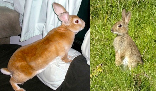 El conejo alerta y vigilante puede sentarse sobre sus patas traseras y observar sus alrededores sobre el césped o en el sofá.