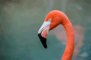 The large, trough-like, lower bill of the flamingo is used to scoop.