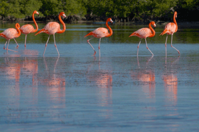 Free-ranging American flamingos.