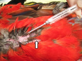 Anesthetized bird is placed in dorsal recumbency