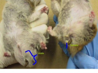 The anogenital distance is relatively long in male rodents (left) and short in female rodents (right).