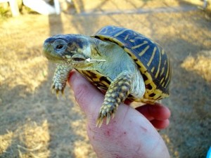 Herbeoordel de schildpad voordat de stoma volledig is genezen