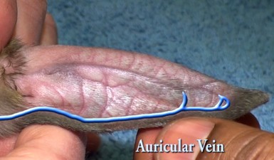 La veine marginale ou la veine auriculaire est indiquée en bleu