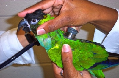 Auscult lungs conure
